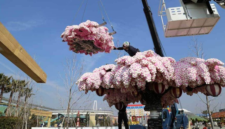 חברת לגו יצרה דגם של עץ דובדבנים ביפן העשוי מ-800,000 חלקים!