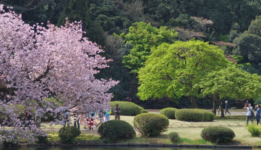 10 התצפיות הטובות ביותר לפריחת הדובדבן בטוקיו