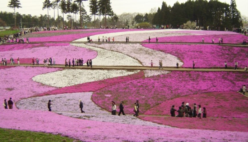 גבעת שיבזאקורה בפארק היצוג'יאמה – 12 באפריל עד 6 במאי