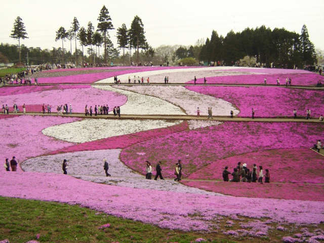 גבעת שיבזאקורה בפארק היצוג'יאמה – 12 באפריל עד 6 במאי