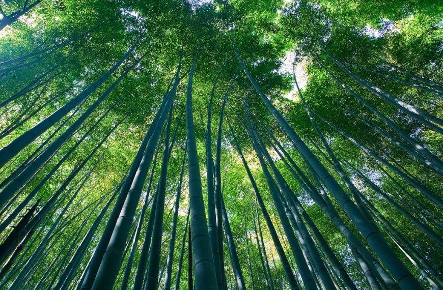 חורשת במבוק – אראשיאמה – Arashiyama Bamboo Grove