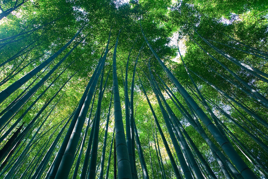 חורשת במבוק - אראשיאמה - Arashiyama Bamboo Grove
