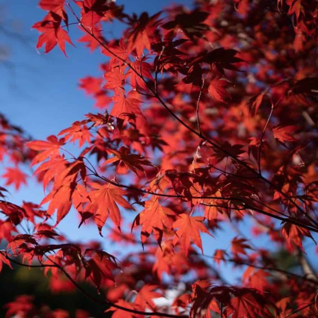 שלכת יפייפיה - עץ מייפל עם עלים אדומים ביפן